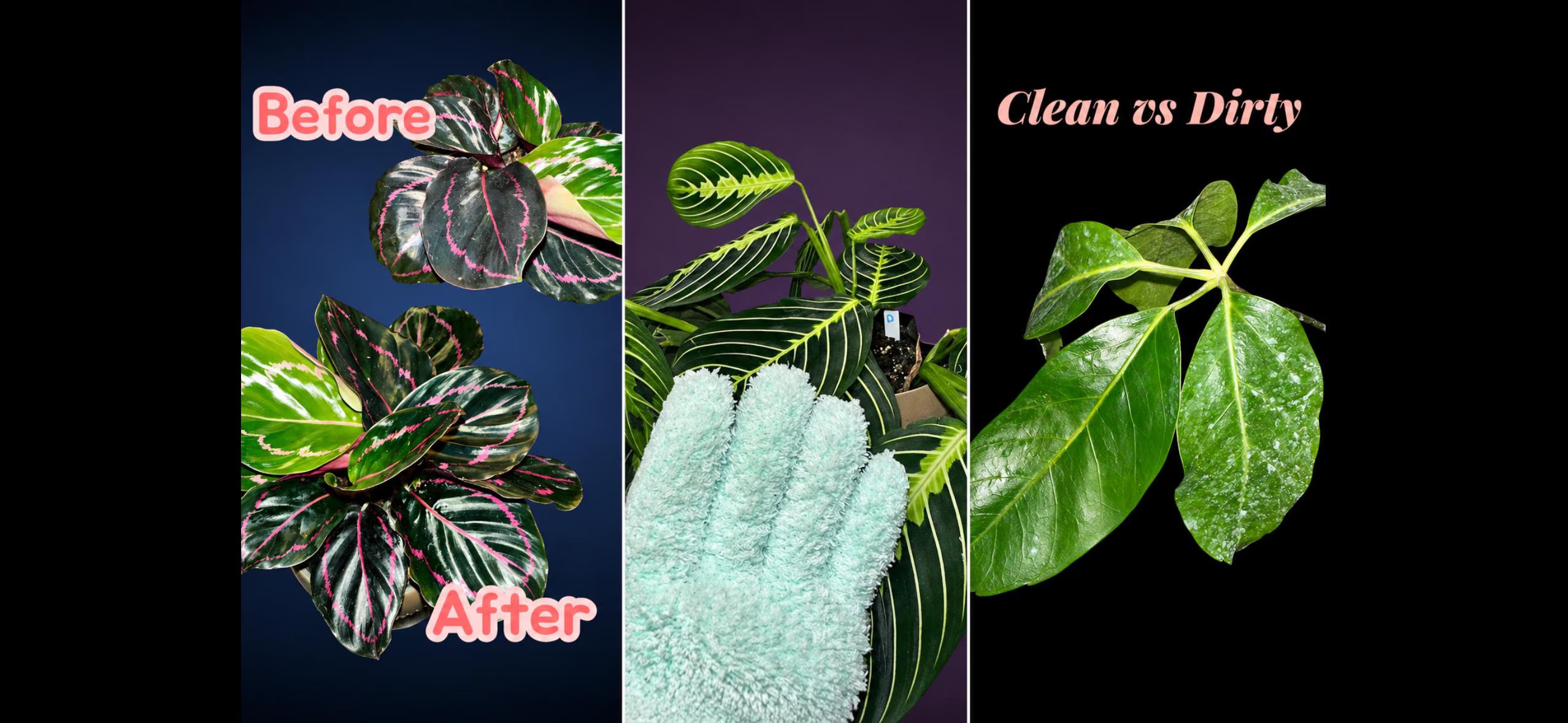 Natural Plant Leaf Shine Spray, Dust Remover Mist with Microfiber Glove (8 FL OZ)