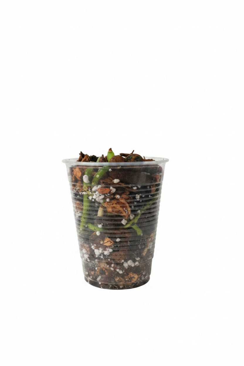 13 Ounces (1.3 Quarts) Happy Orchid   Mix | Premium Homemade Soil for Fast-Draining Orchid Plants